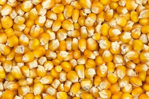 Feed Corn